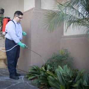 professional pest control technician spraying perimeter