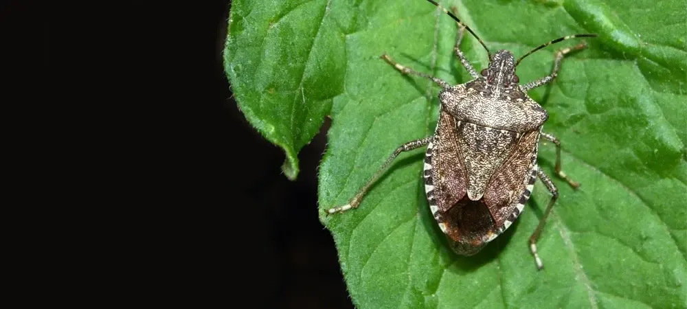 stink bug on a leaf