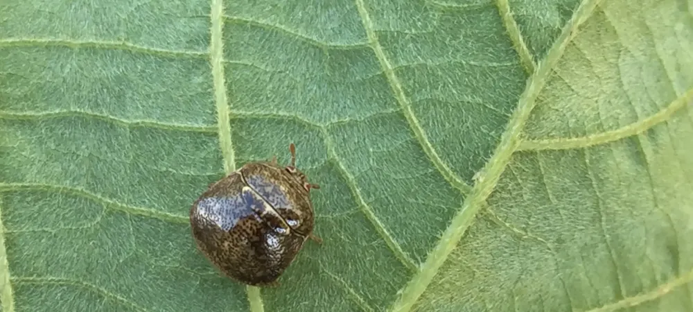 Kudzu Bug on leaf
