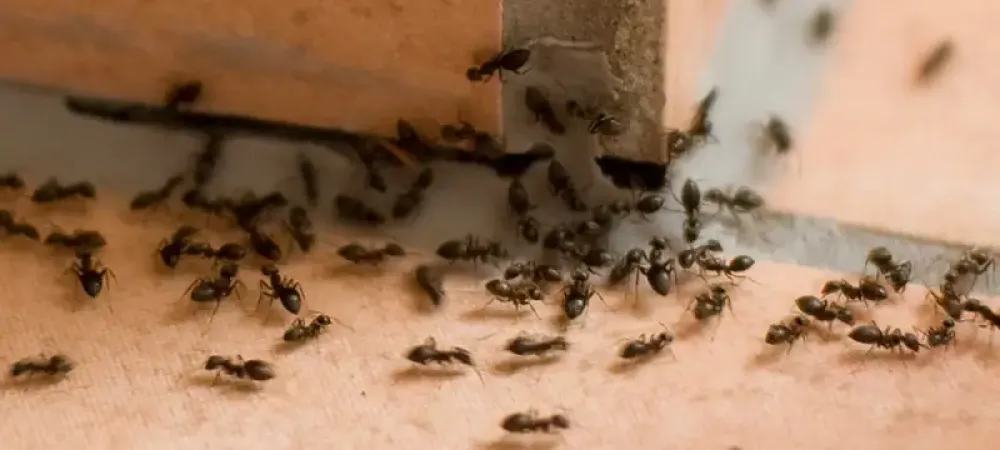 ants in a house on the tile