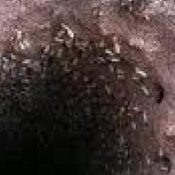 4-Surprising-Facts-About-Termites-that-Will-Help-You-Eliminate-Them-1-1.jpeg