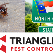 4-Types-of-Cockroaches-In-NC-Identification-1-1.png