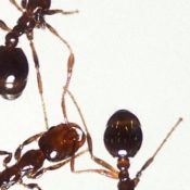 5-Signs-That-Youll-Need-to-Call-a-Bug-Exterminator-1-1.jpg