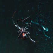 6-Most-Common-Types-Of-Spiders-in-North-Carolina-Identification-1-1.jpg