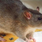8-Steps-to-Take-to-Keep-Rats-Away-and-Out-of-Your-House-1-1.jpg