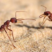 Advice-for-Keeping-Ants-Away-1-1.jpeg Advice-for-Keeping-Ants-Away-1-1.jpeg