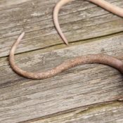 Charlotte-20-City-for-High-Rat-Populations-1-1.jpeg