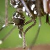 Does-professional-mosquito-control-actually-work-1-1.jpeg