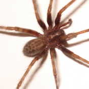 How-to-Control-Spiders-in-Raleigh-NC-1-1.png