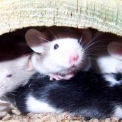 How-to-Eliminate-Mice-Rats-from-Your-North-Carolina-Home-1-1.jpg How-to-Eliminate-Mice-Rats-from-Your-North-Carolina-Home-1-1.jpg