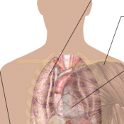 How-to-Identify-a-Spider-Bite-1-1.png