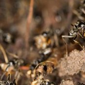 Its-Swarming-Season-for-North-Carolina-Termites-1-1.jpg