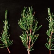 Mosquito-Repelling-Plants-1-1.jpg