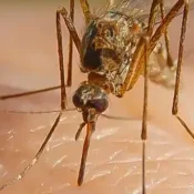 Raleigh-Braces-for-Record-Mosquito-Season-in-2024-1-1.webp