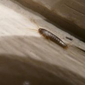 Silverfish-in-North-Carolina-Identification-Prevention-and-Removal-1-1.jpg Silverfish-in-North-Carolina-Identification-Prevention-and-Removal-1-1.jpg