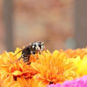 Springtime-Pest-Emergence-in-NC-What-Homeowners-Need-to-Know-1-1.jpg
