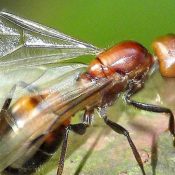 Termites-Flying-Ants-Find-Out-Whats-Swarming-Your-Home-1-1.jpg
