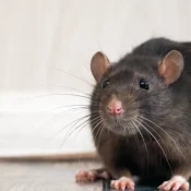 The-Ultimate-Guide-to-Identifying-All-the-Rodents-of-North-Carolina-Big-and-Small-1-1.webp