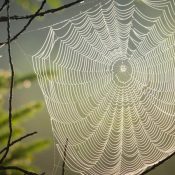 Uncover-the-Lurking-Dangers-of-North-Carolinas-Deadliest-Spiders-1-1.jpg