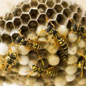 Understanding-Wasps-in-North-Carolina-1-1.jpg Understanding-Wasps-in-North-Carolina-1-1.jpg