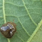 Kudzu Bug on leaf