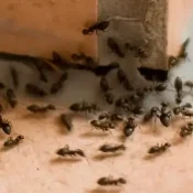 ants in a house on the tile